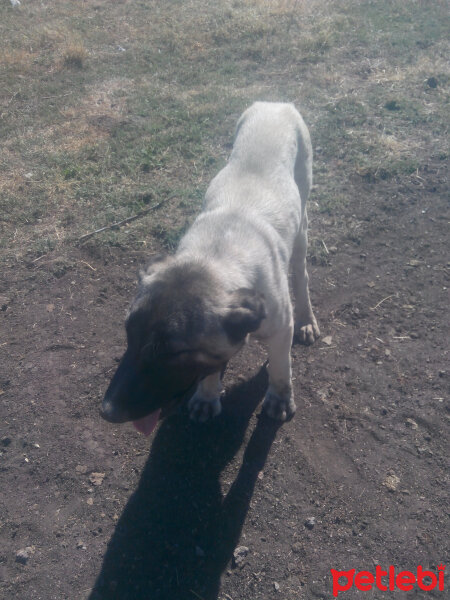 Kangal, Köpek  Karabaş fotoğrafı