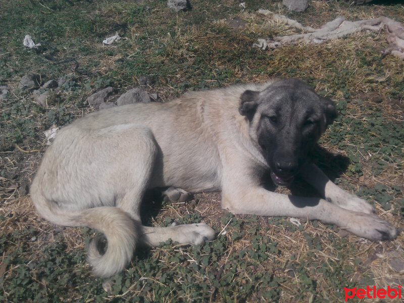 Kangal, Köpek  Karabaş fotoğrafı