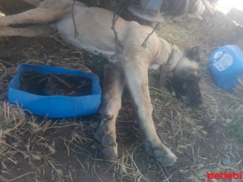 Kangal, Köpek  Karabaş fotoğrafı