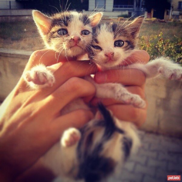 Tekir Kedi, Kedi  isimsiz yavrular fotoğrafı