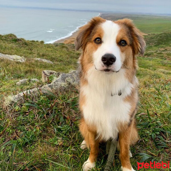 Avustralya Çoban Köpeği, Köpek  maxi fotoğrafı