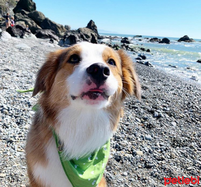 Avustralya Çoban Köpeği, Köpek  maxi fotoğrafı