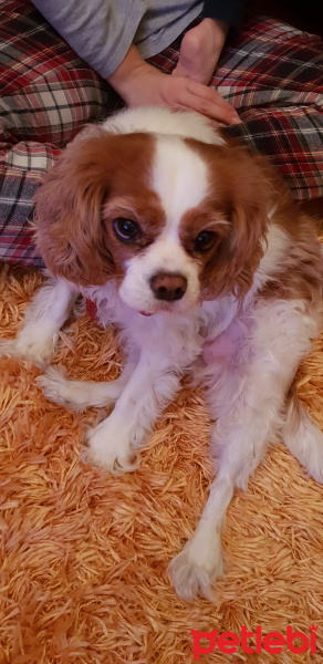 Cavalier King Charles Spanieli, Köpek  Likör fotoğrafı