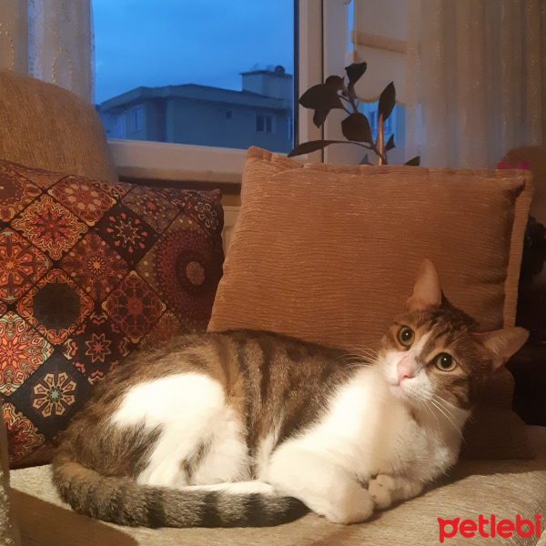 Tekir Kedi, Kedi  Minnak fotoğrafı