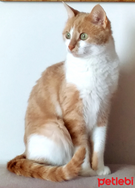 Sarman, Kedi  Tarçın fotoğrafı