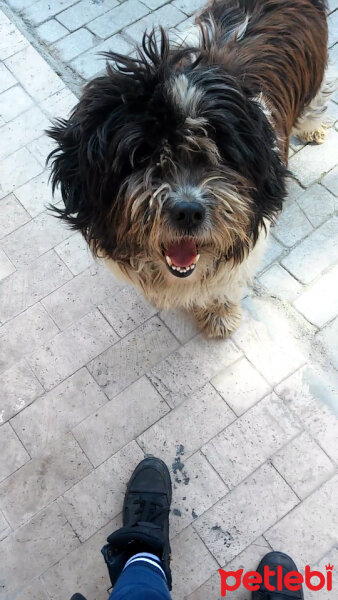 Shih Tzu, Köpek  Choco fotoğrafı