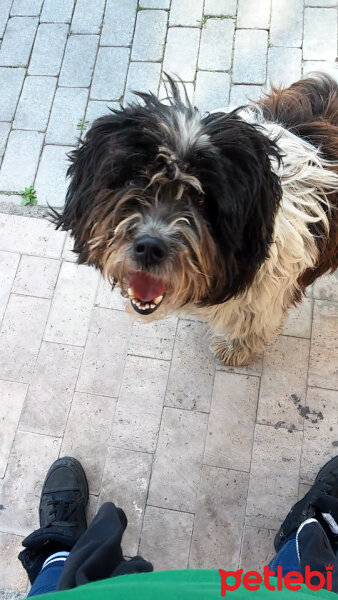 Shih Tzu, Köpek  Choco fotoğrafı