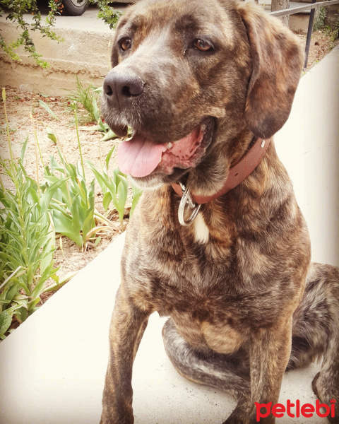 Cane Corso Italiano, Köpek  TARÇIN fotoğrafı