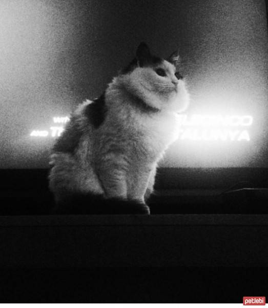 Soke, Kedi  pamuk fotoğrafı