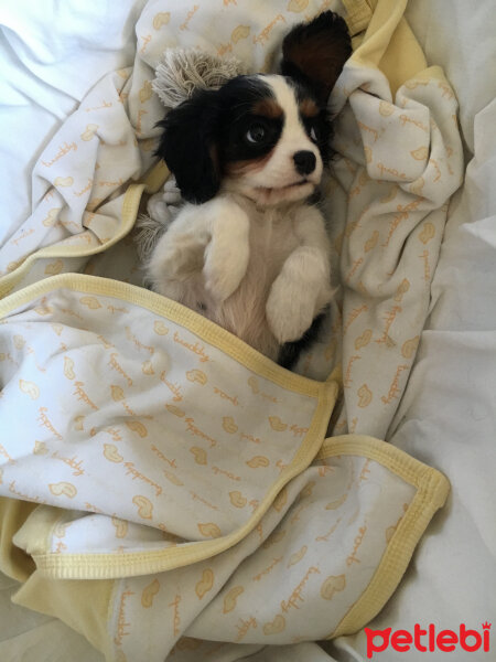 Cavalier King Charles Spanieli, Köpek  Şila fotoğrafı