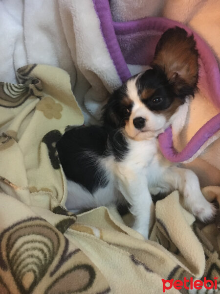 Cavalier King Charles Spanieli, Köpek  Şila fotoğrafı