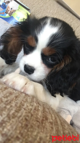 Cavalier King Charles Spanieli, Köpek  Şila fotoğrafı