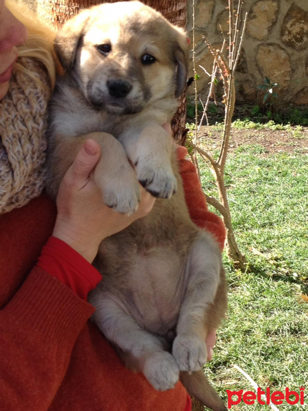 Labrador Retriever, Köpek  Yavrular fotoğrafı