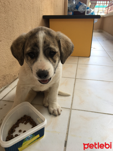 Sokö (Sokak Köpeği), Köpek  Liz fotoğrafı