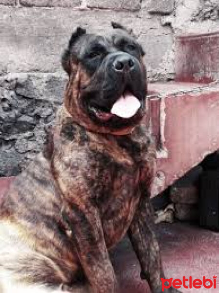 Presa Canario, Köpek  Hektor fotoğrafı