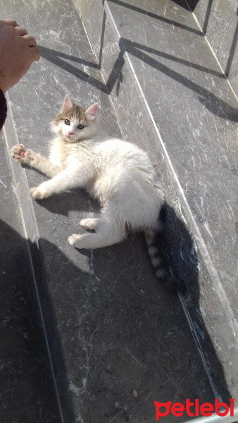 İran Kedisi (Persian), Kedi  Garip fotoğrafı