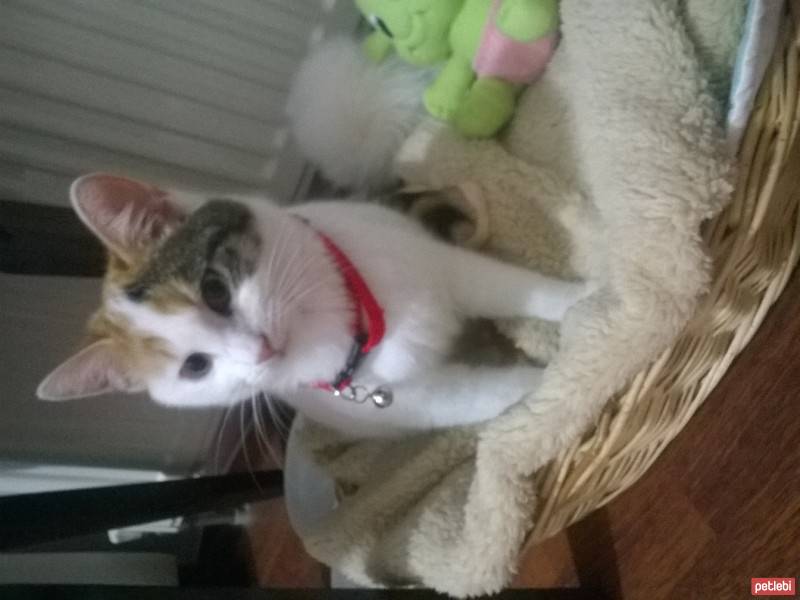 Tekir Kedi, Kedi  Zilli fotoğrafı