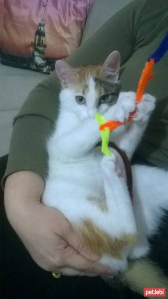 Tekir Kedi, Kedi  Zilli fotoğrafı