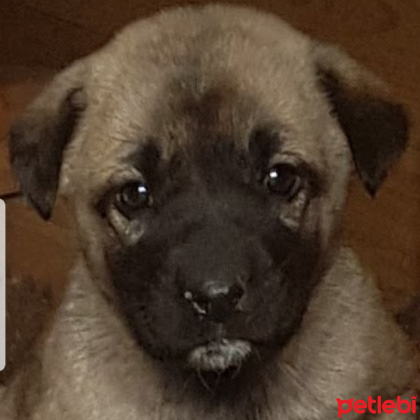 Alman Çoban Köpeği, Köpek  Bartu fotoğrafı