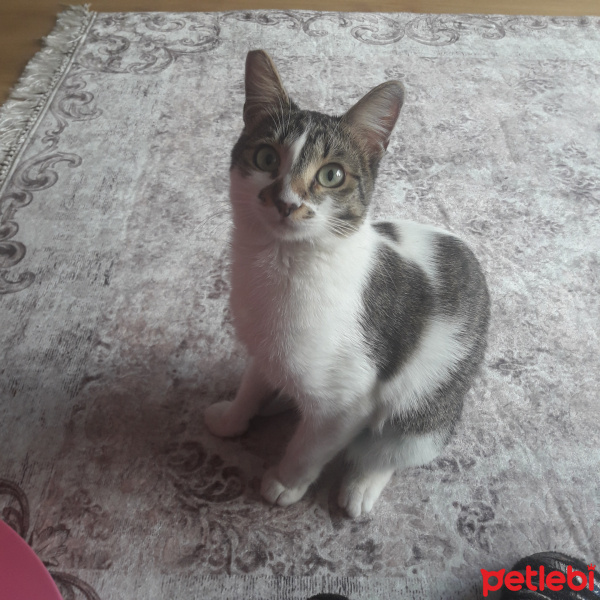 Tekir Kedi, Kedi  Minnak fotoğrafı