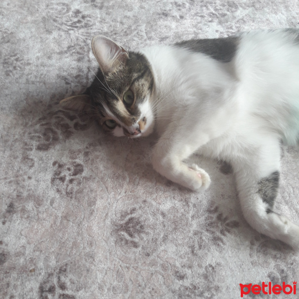 Tekir Kedi, Kedi  Minnak fotoğrafı
