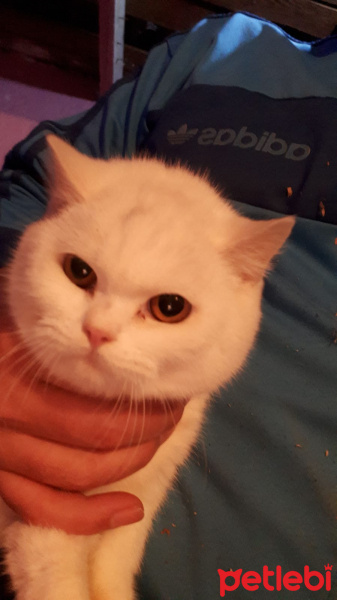 British Shorthair, Kedi  KARTOPU fotoğrafı