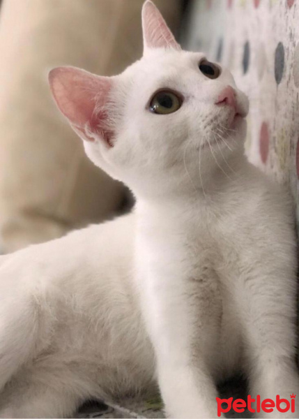 British Shorthair, Kedi  KARTOPU fotoğrafı