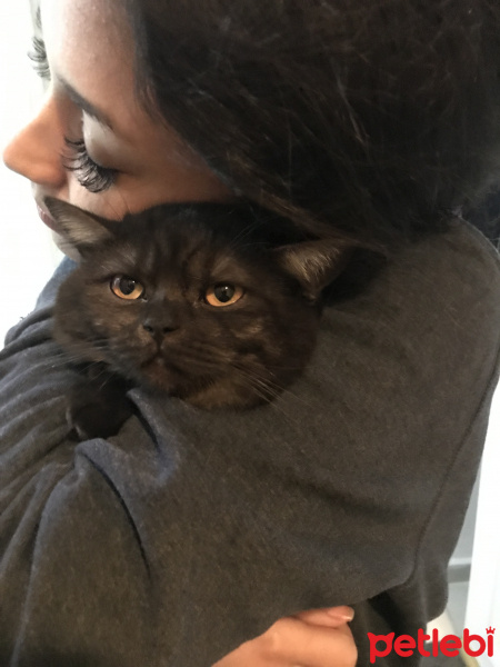 British Shorthair, Kedi  COSMIC fotoğrafı