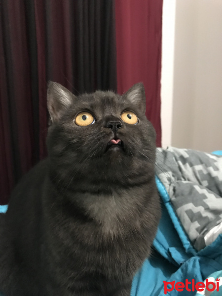 British Shorthair, Kedi  COSMIC fotoğrafı