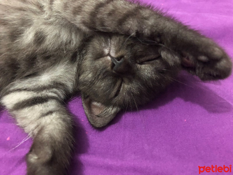 British Shorthair, Kedi  COSMIC fotoğrafı