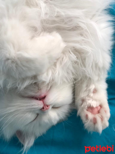 British Shorthair, Kedi  COSMIC fotoğrafı