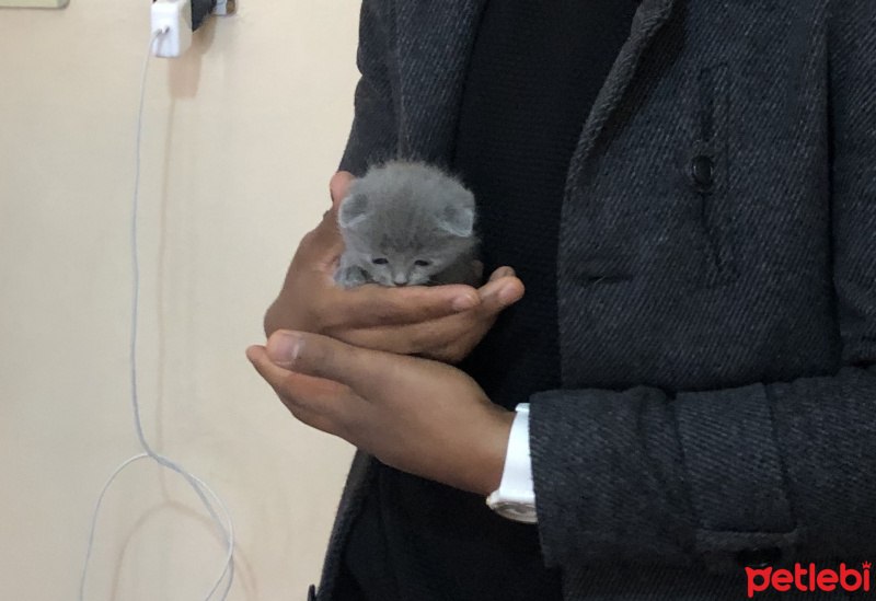 Scottish Fold, Kedi  Bob fotoğrafı