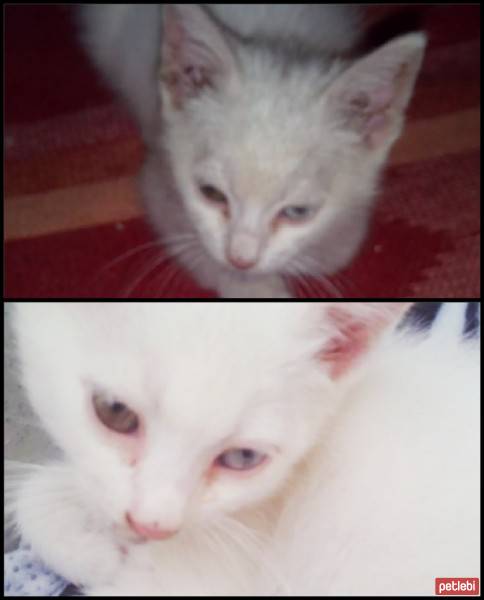 Van Kedisi, Kedi  Bely fotoğrafı