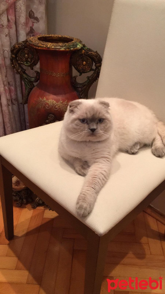Scottish Fold, Kedi  Sütlaç fotoğrafı