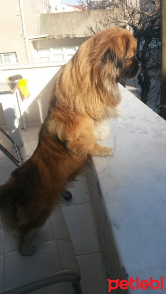 Pekingese, Köpek  Paşa fotoğrafı