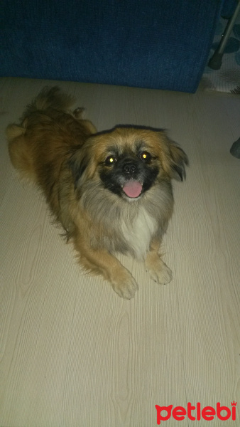 Pekingese, Köpek  Paşa fotoğrafı