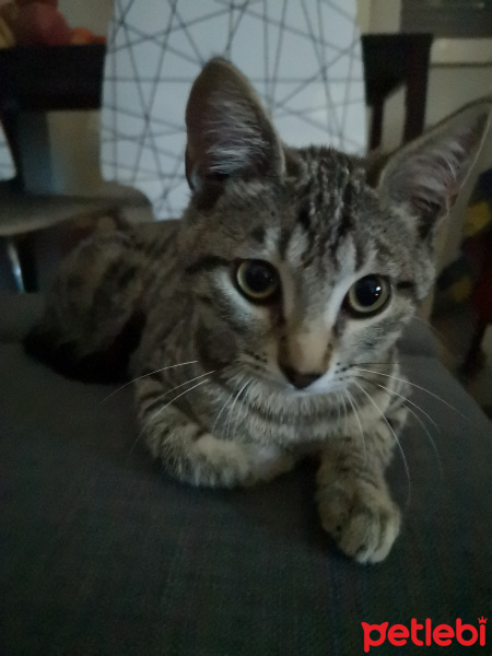 Tekir Kedi, Kedi  Jolo fotoğrafı