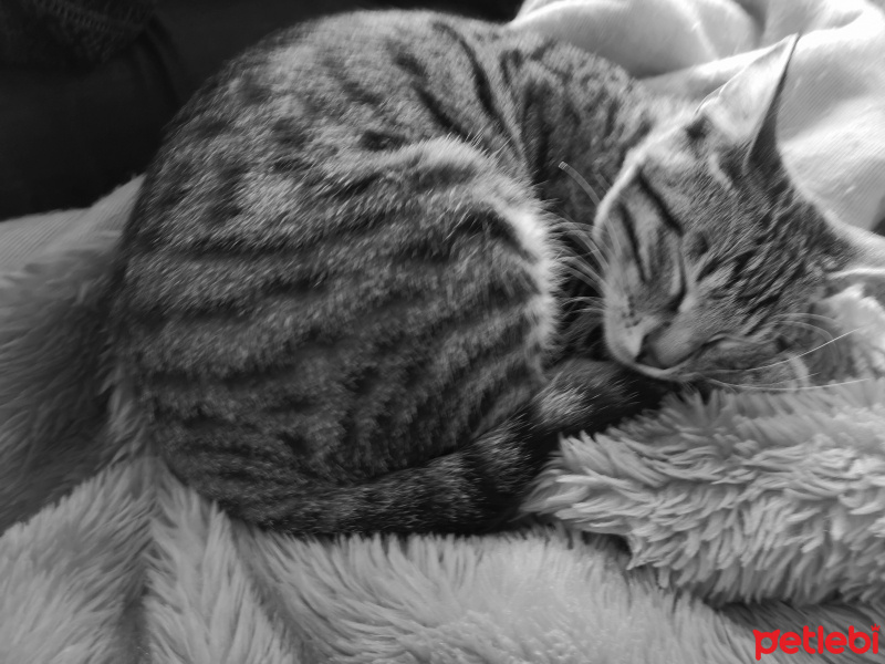 Tekir Kedi, Kedi  Jolo fotoğrafı