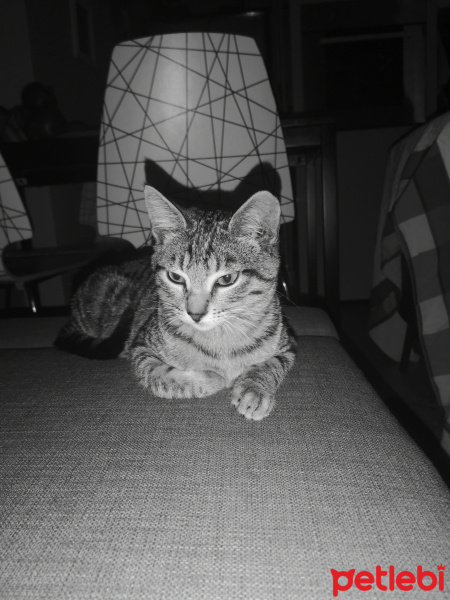 Tekir Kedi, Kedi  Jolo fotoğrafı