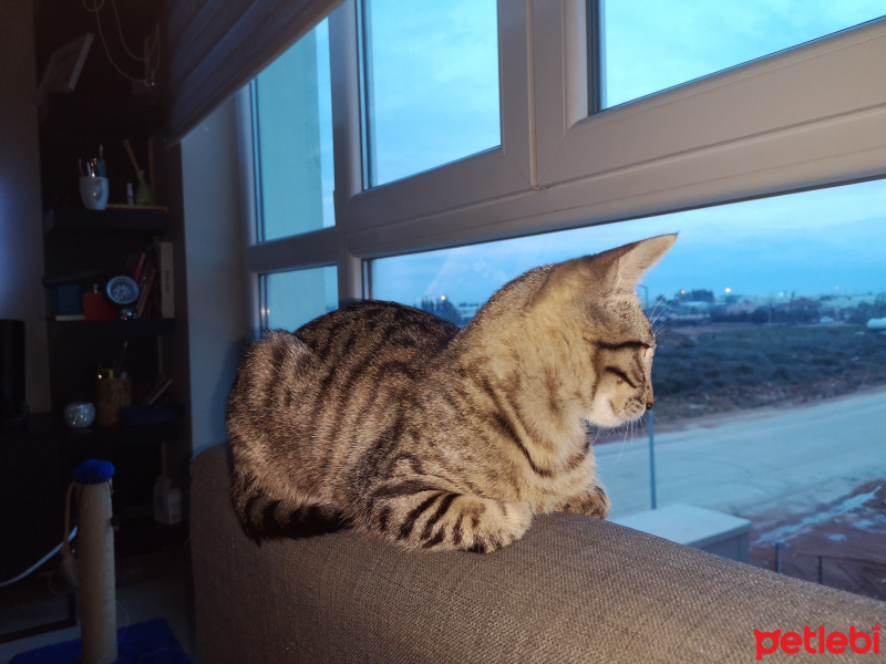 Tekir Kedi, Kedi  Jolo fotoğrafı