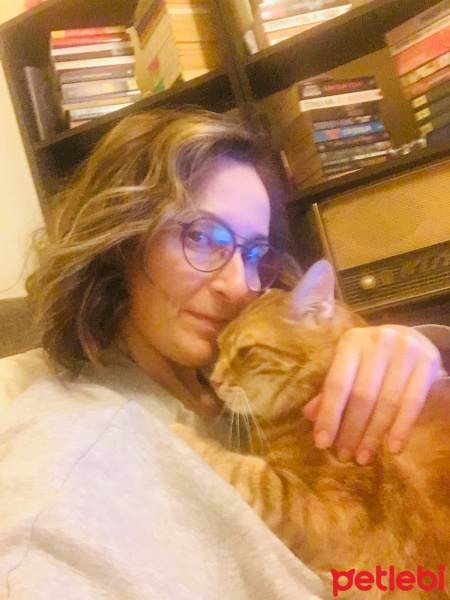 Sarman, Kedi  Ciko fotoğrafı