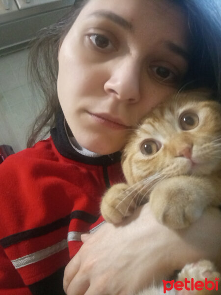 Scottish Fold, Kedi  Hardal fotoğrafı