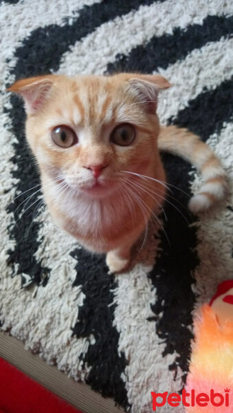 Scottish Fold, Kedi  Hardal fotoğrafı