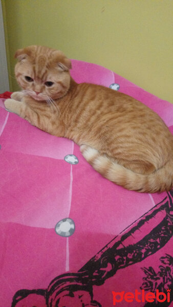 Scottish Fold, Kedi  Hardal fotoğrafı