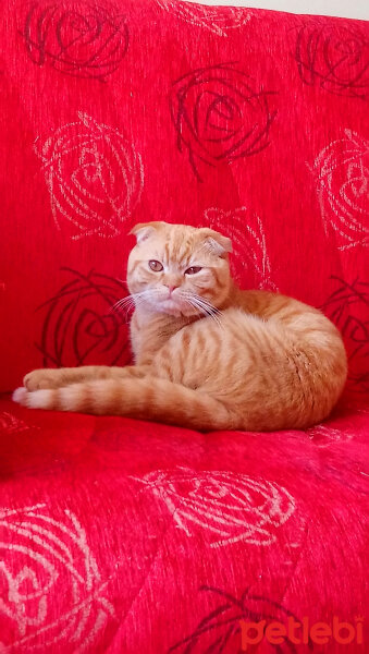 Scottish Fold, Kedi  Hardal fotoğrafı