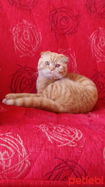 Scottish Fold, Kedi  Hardal fotoğrafı