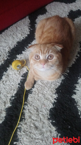 Scottish Fold, Kedi  Hardal fotoğrafı