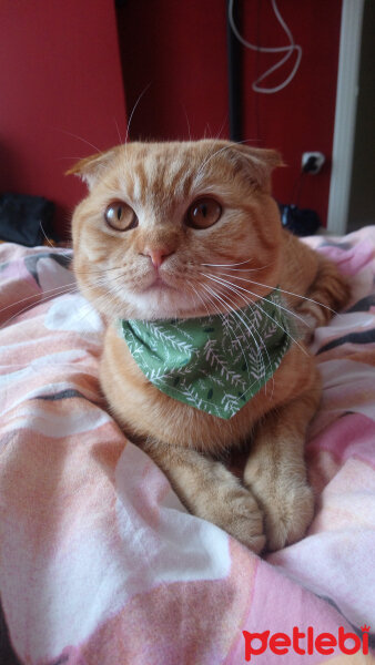 Scottish Fold, Kedi  Hardal fotoğrafı