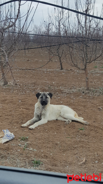 Kangal, Köpek  Fırtına fotoğrafı