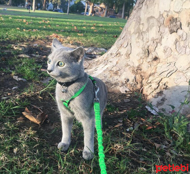 Mavi Rus, Kedi  Venüs fotoğrafı